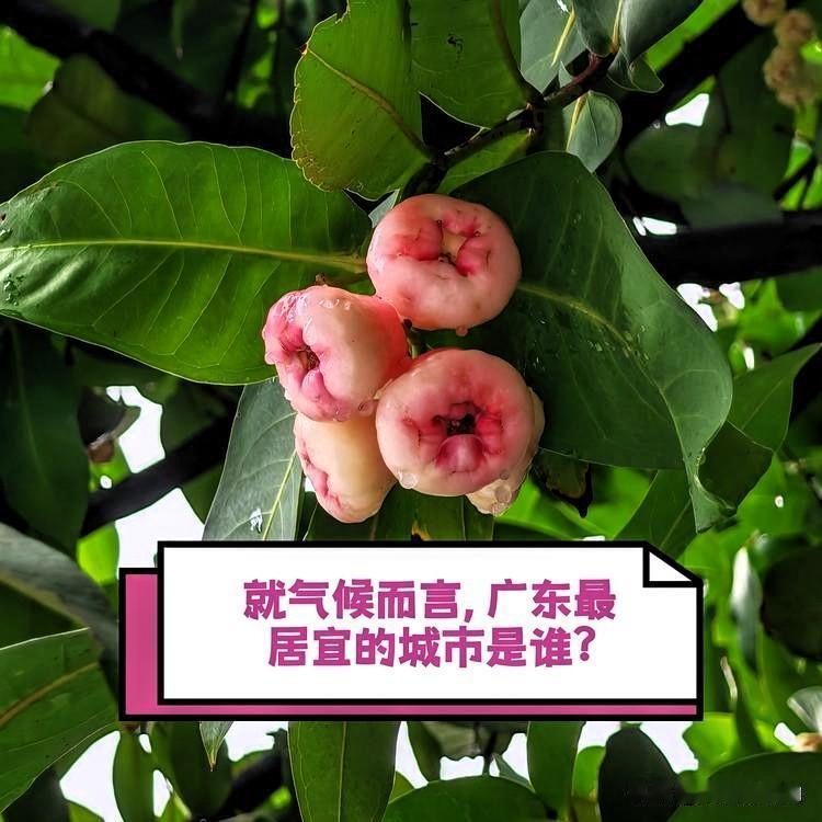 从气候维度来看，广东有哪些城市比较宜居呢？对人体而言，众认最舒适的温度是17-