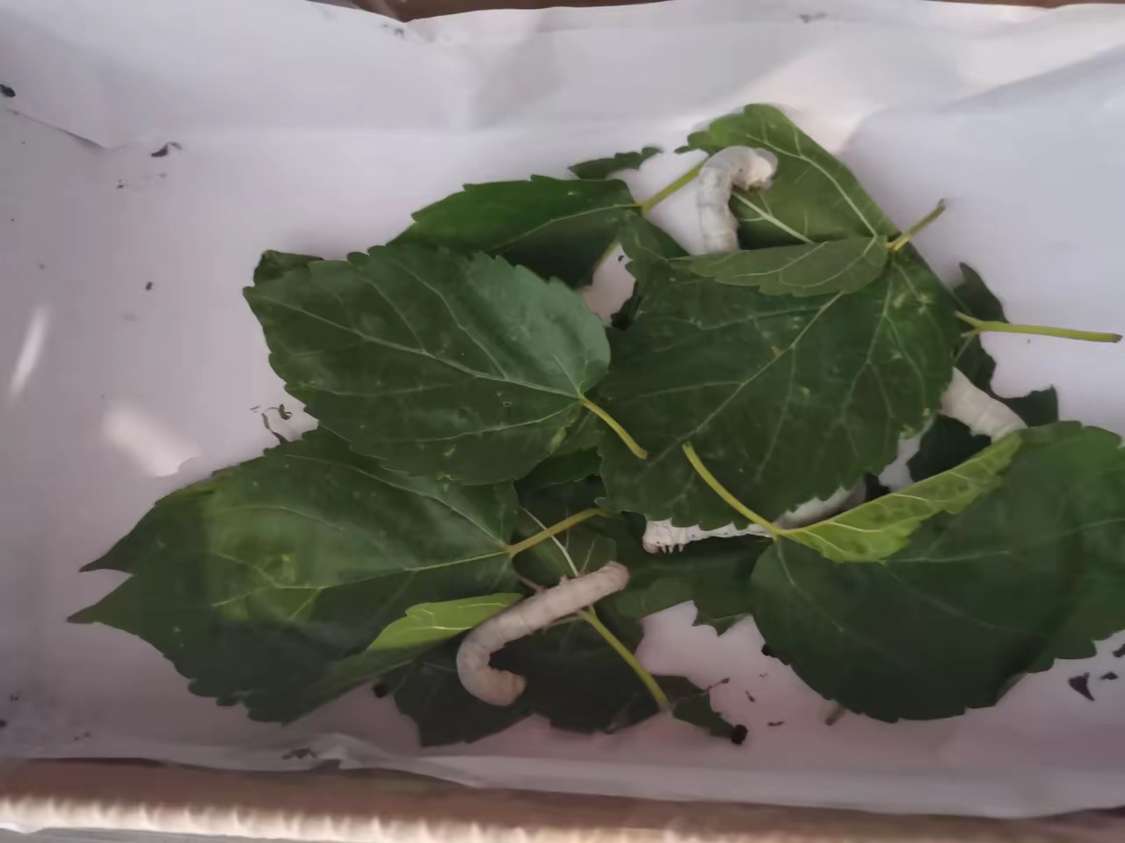 蚕吃桑叶，为啥桑叶树上不长蚕呢？很好奇