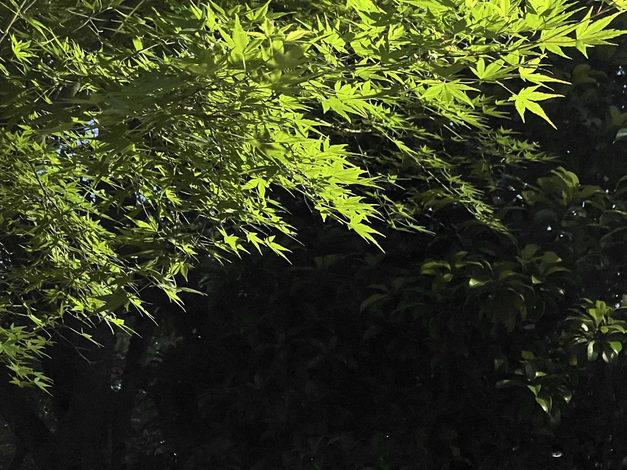 分享一张你拍的城市夜景今夜，皓月当空。虽只是一弯残月，却也把这春夜照得透亮，足够