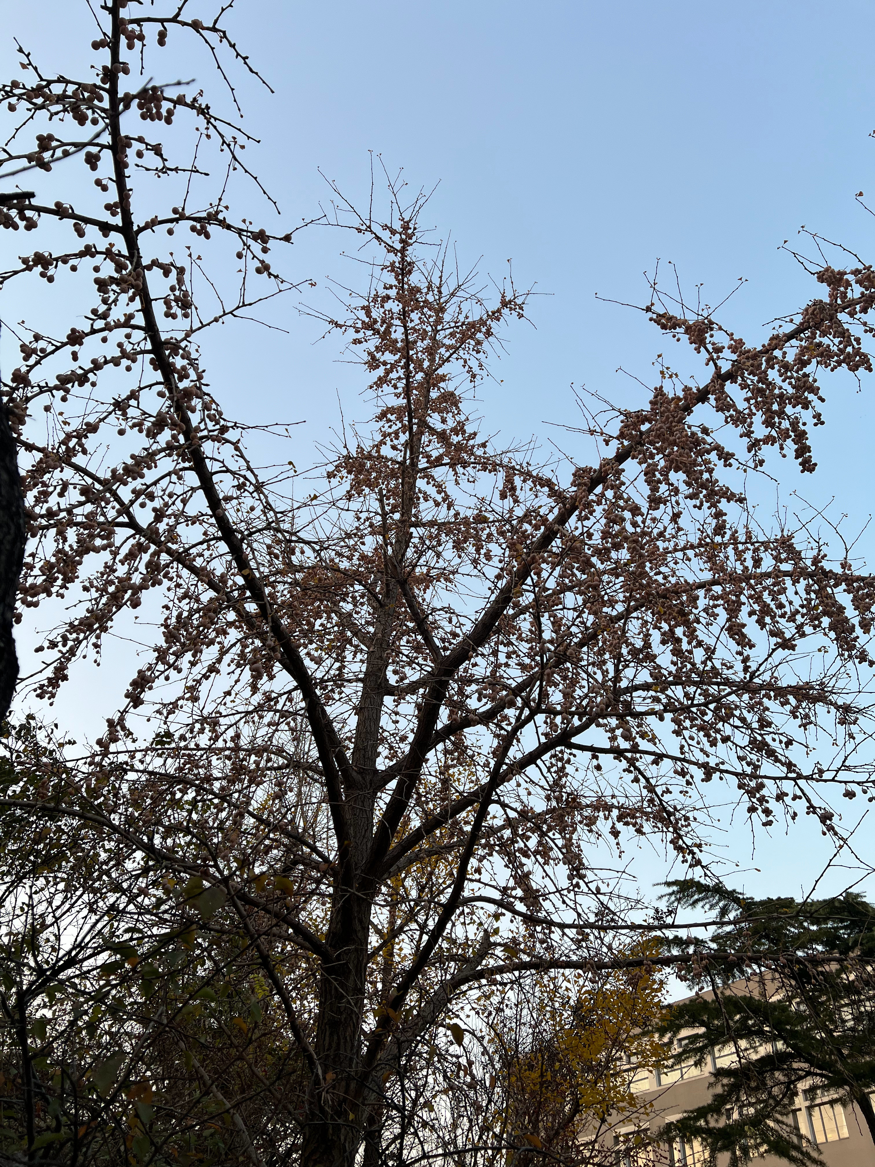 朋友们，知道这是什么果子吗？我三个字总结一下味儿真足！！！