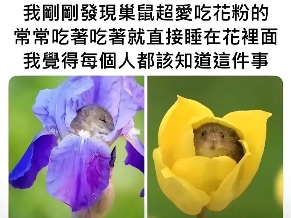 防止你不知道🐭🌼meme​​​