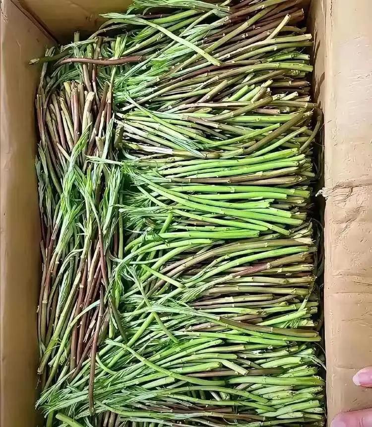 朋友还车时送的？到底是什么菜？怎样吃法？有谁知道？