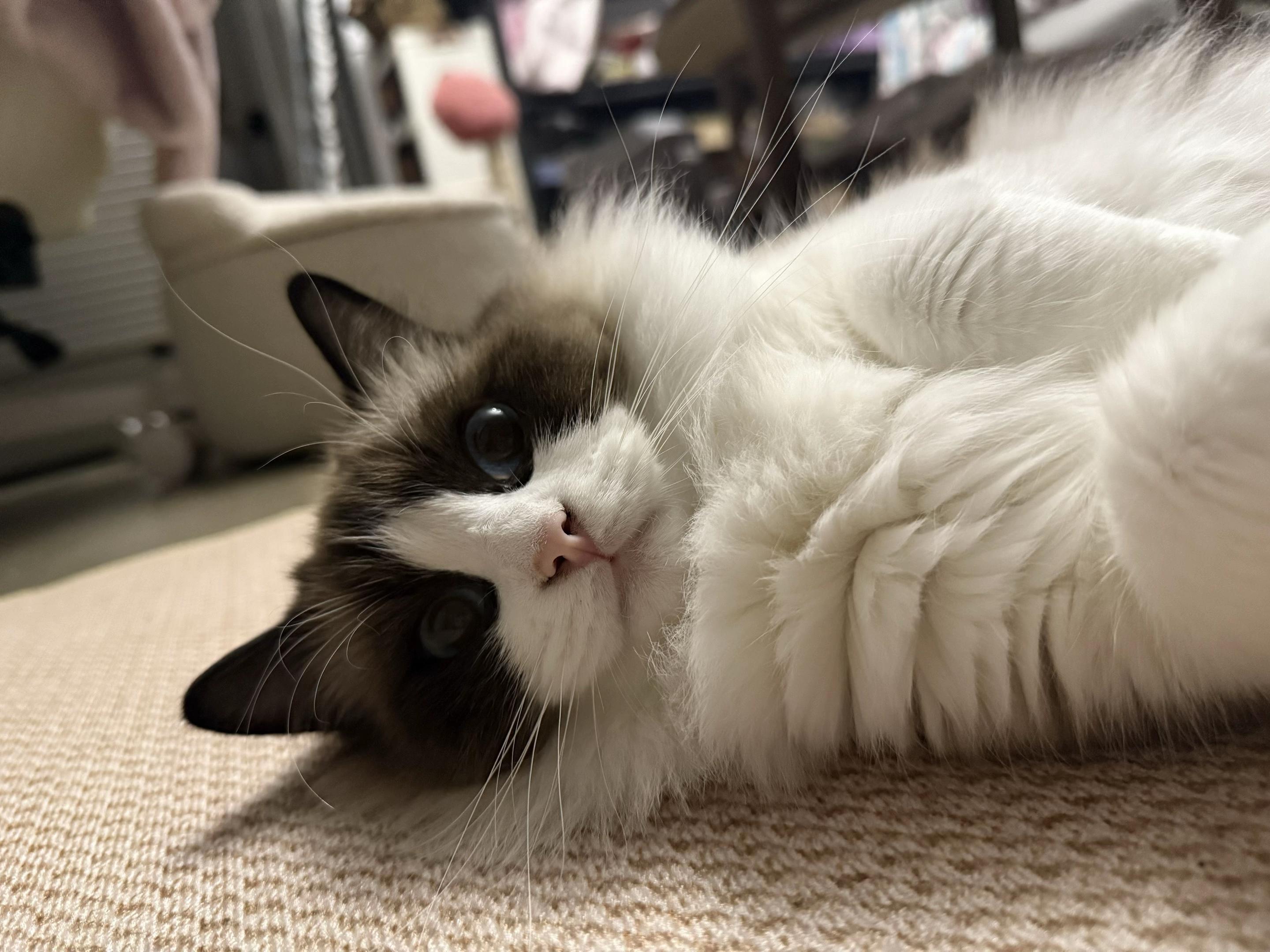 小猫咪的侧颜杀 绝美古风 古风小生