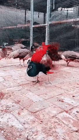 孔雀🦚开屏，好美啊！