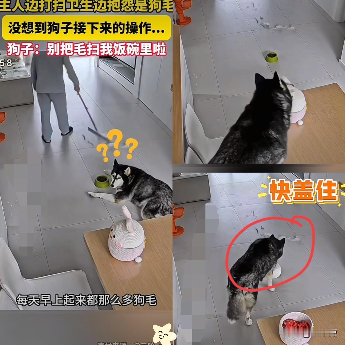 这狗也太聪明了！浙江有个女子，本来就不太喜欢老公养的狗，每天早上起来扫地，地上全