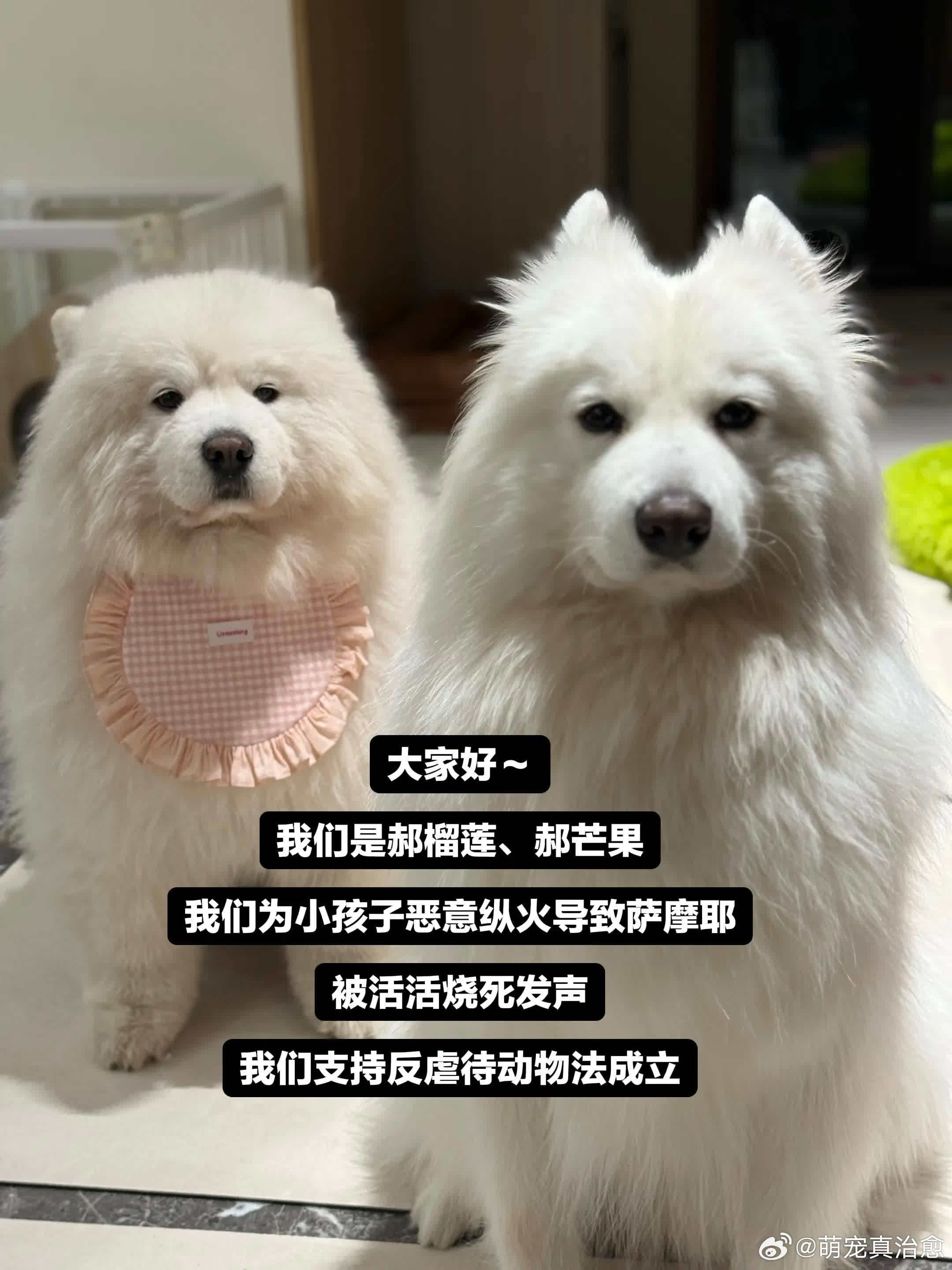 狗狗会保护人类，同时狗狗也需要被人类守护萌宠宠物