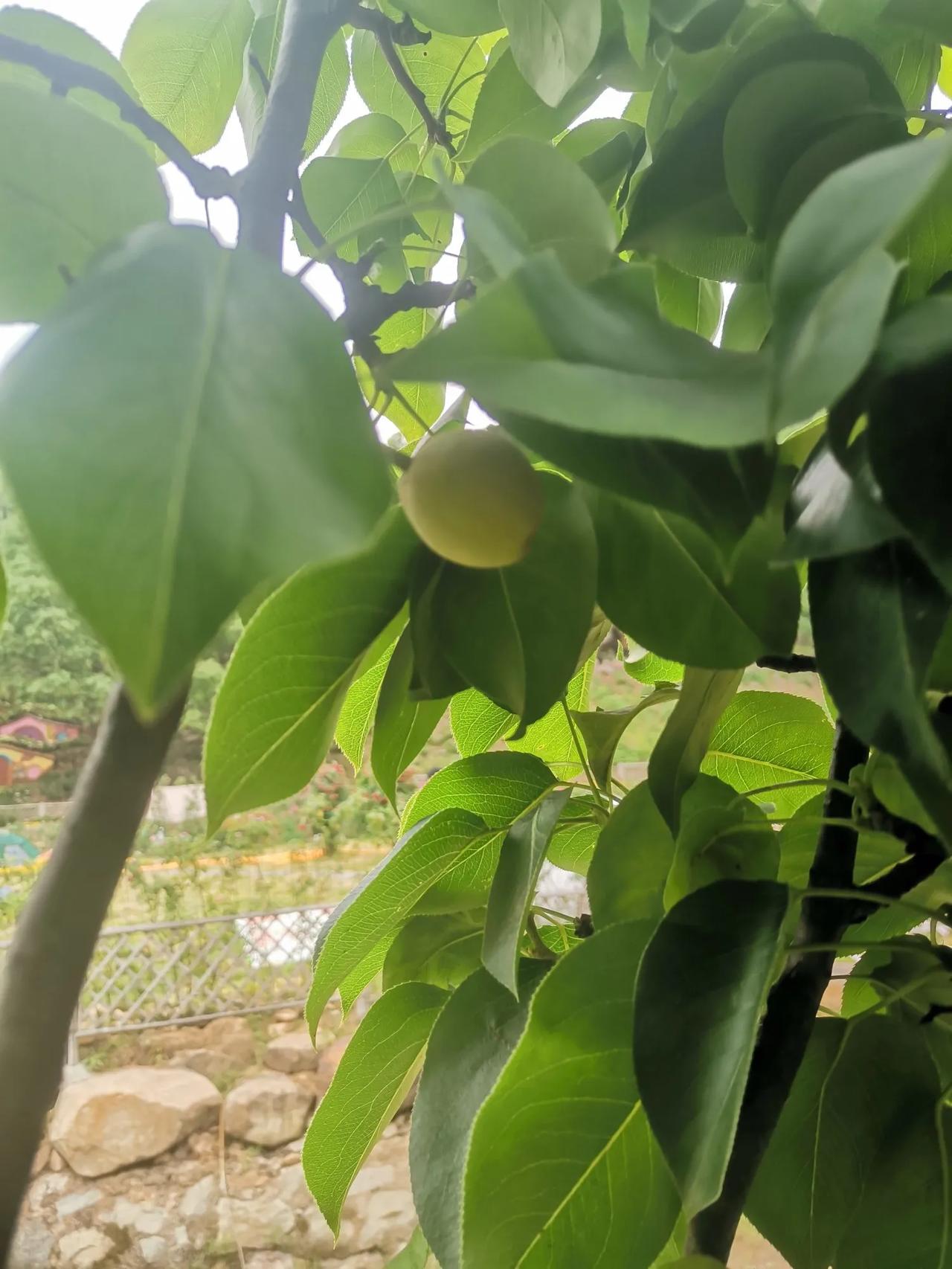 几天没出门，今天下午到附近一村里拍了几种花果。梨子只有莲子大，桃子有枣子大小，枇