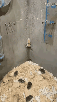 一会不看就得摔死吧