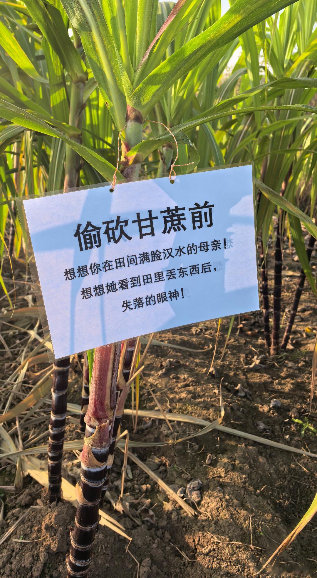 甘蔗地这样防盗，真的有用吗？