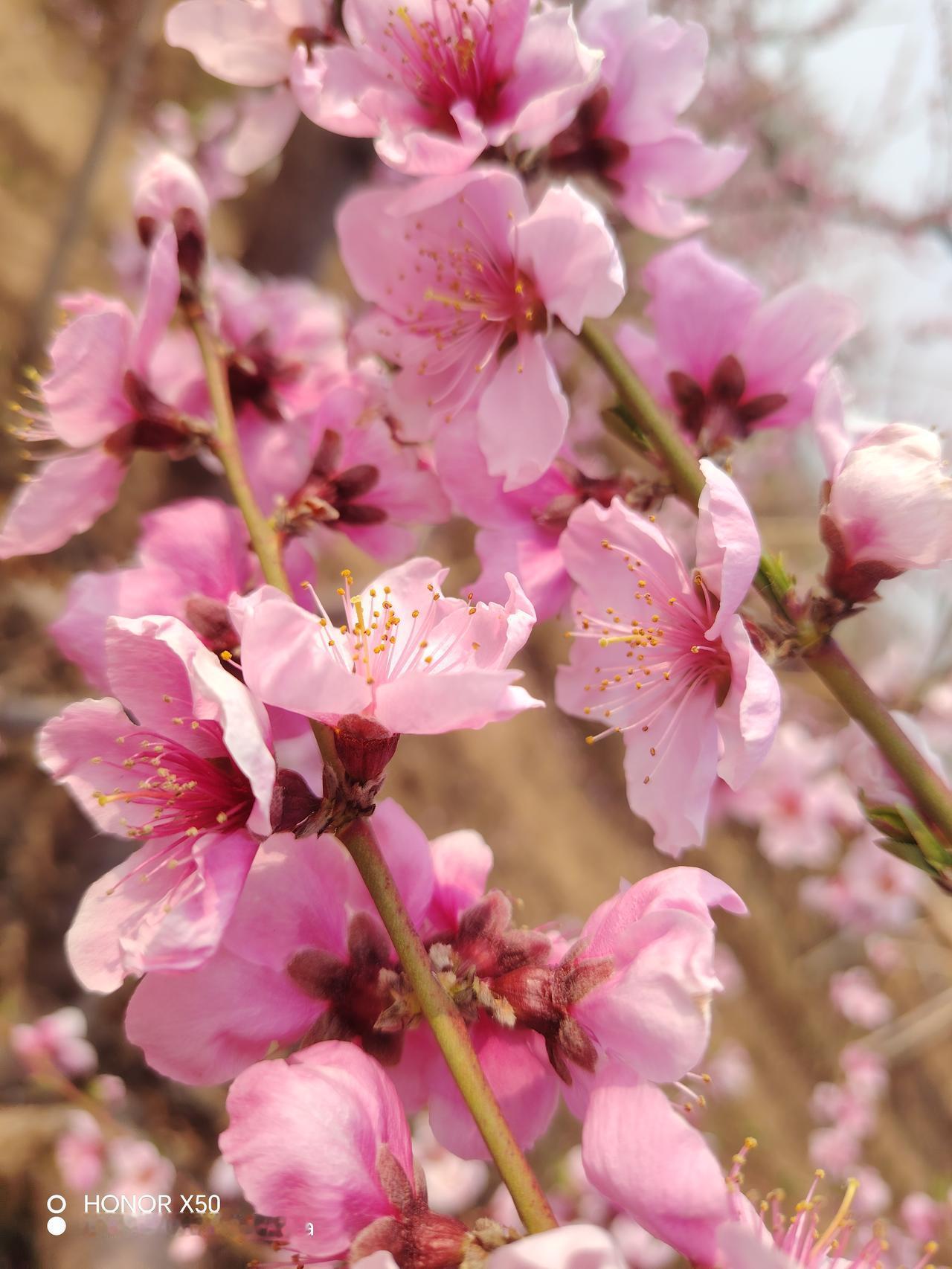 镜头里春天美吗？