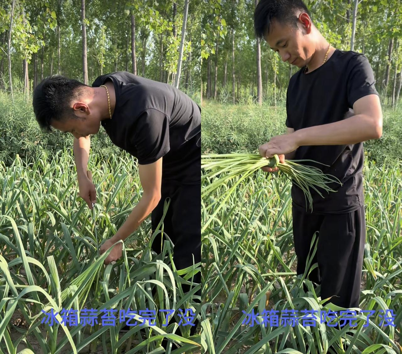 厉怀远昨天还在摘蒜薹今天毫无预兆的开启了直播生鲜排名仅次于东方甄选疑林丽1