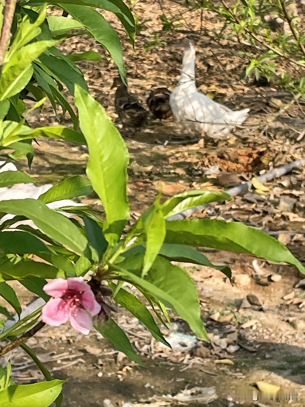 这一家四口真没一个讲理的。一女子，26岁，来咨询哥哥嫂子离婚，彩礼怎么退的事情。