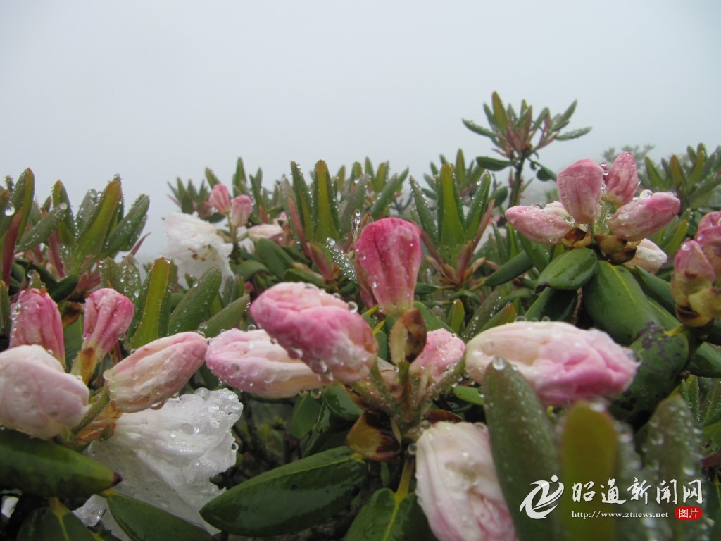 小龙洞宁边木耳花惹人醉