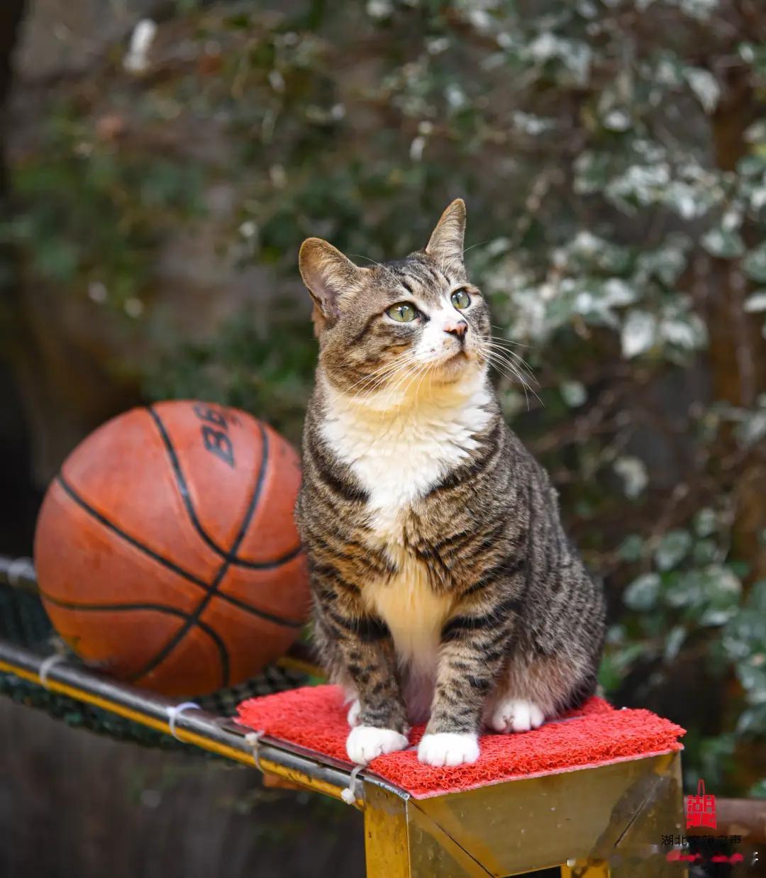 流浪猫逆袭成为台柱子狸花猫皮皮曾经在园区周边流浪，在垃圾桶旁觅食求生，被工作人员
