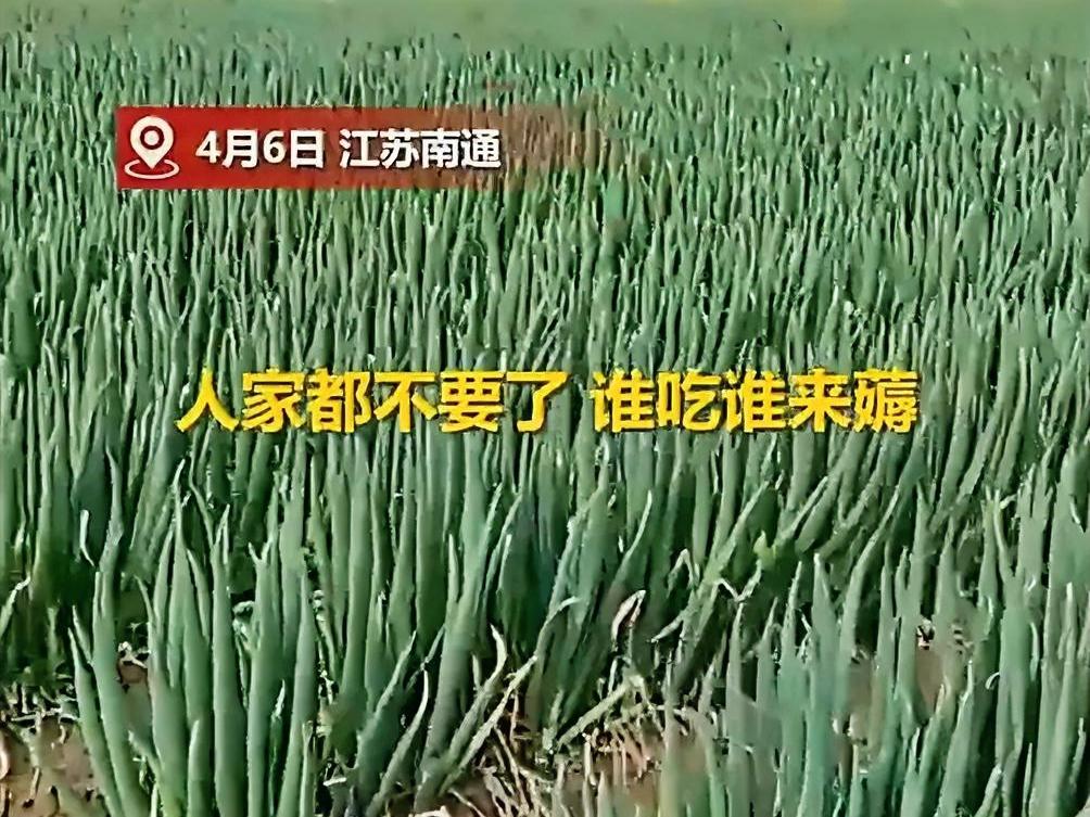 百亩大葱被谣传“不要了，免费薅”，直接被村民哄抢拔光！种植户崩溃。4月6日江