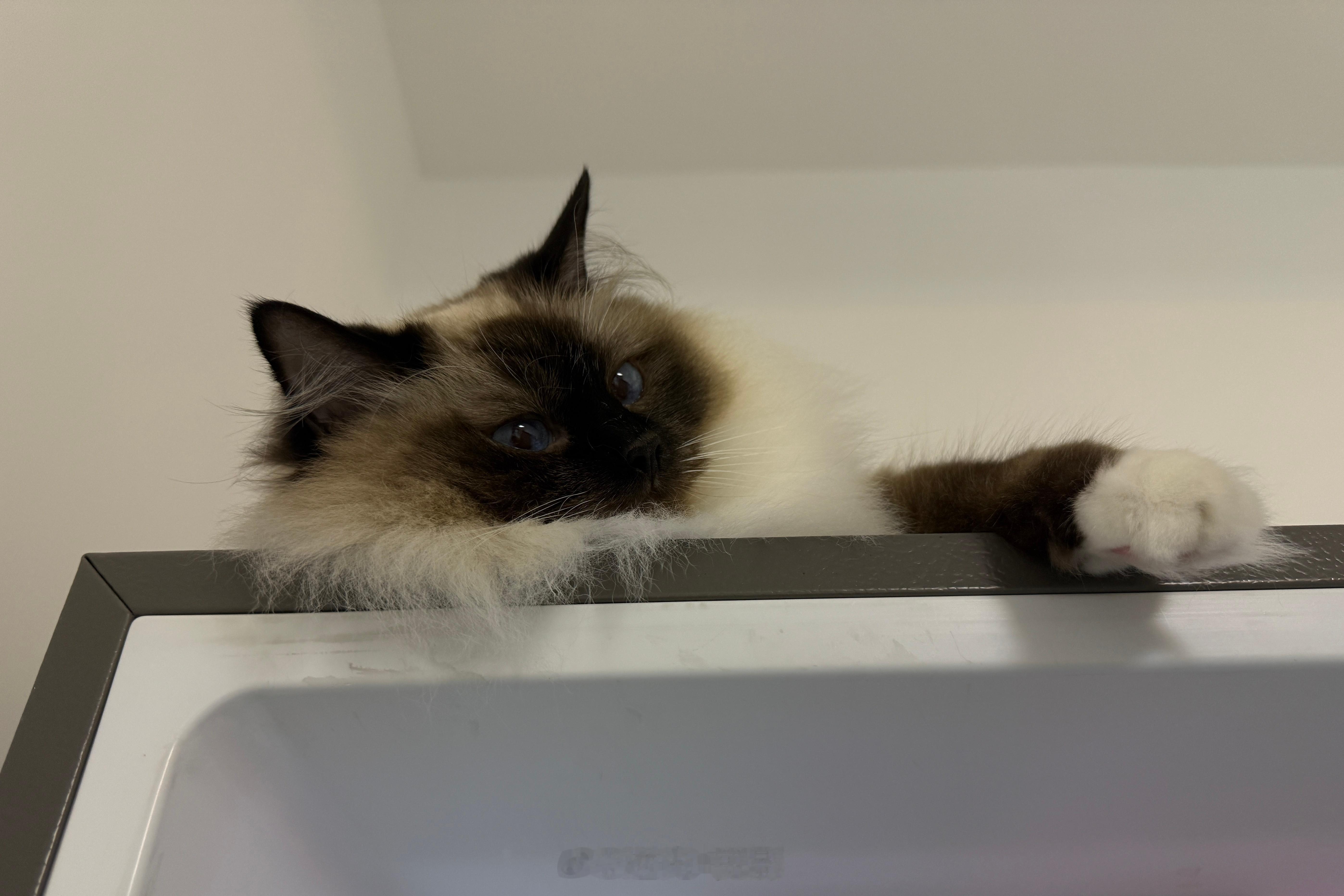 早上又被小猫咪可爱到了！（虽然她5点多就开始喵喵叫吵醒我）