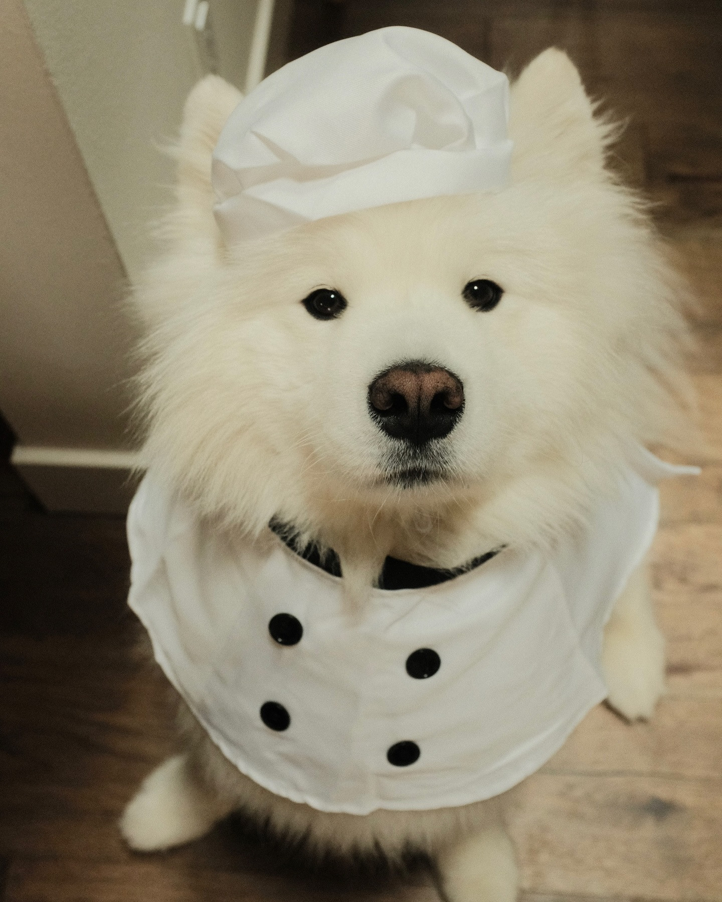 今年的年夜饭包给我了！把好吃的新鲜的食材都给我准备好吧！