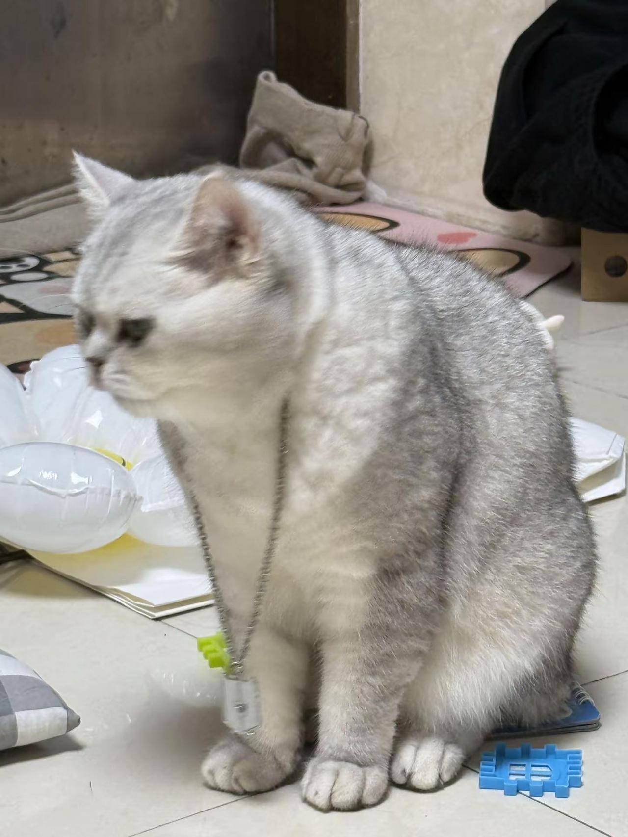 猫咪日常记录铲屎官的日常分享橘白猫咪萌胖胖不胖薯条不瘦