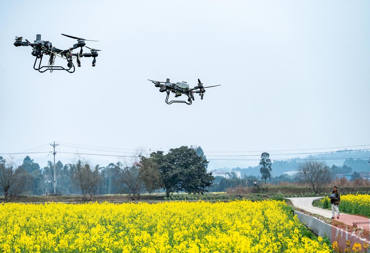 好事为什么变成坏事，用无人机在油菜开花时打农药，为什么实现不征求其他方面的意见，