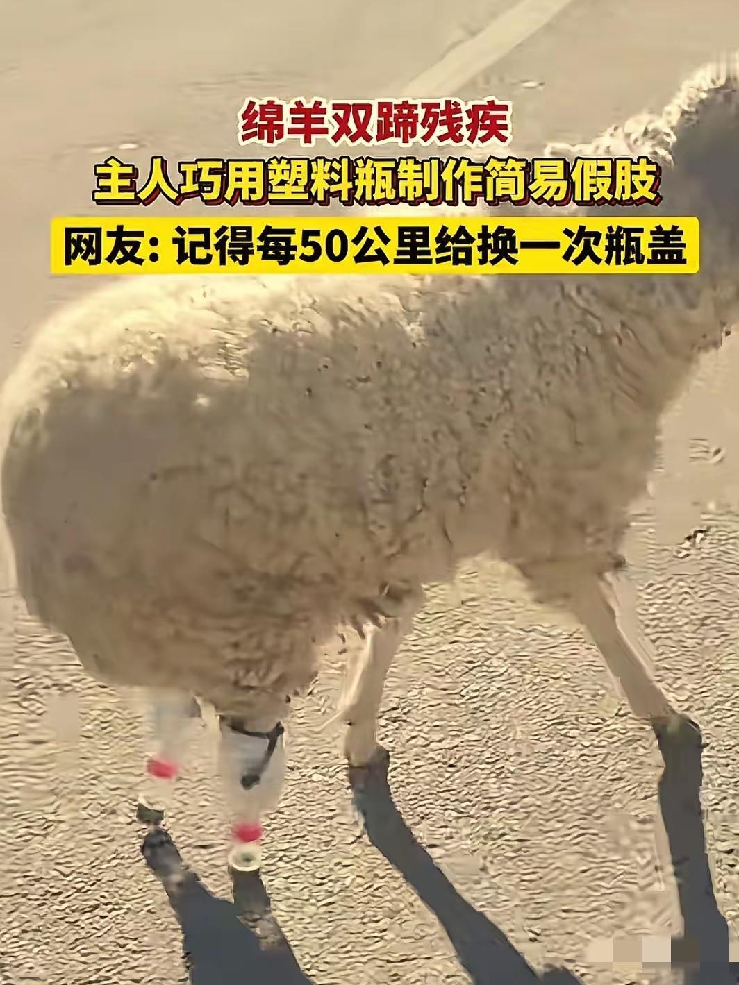 “人怎么可以这么聪明？”西藏，一只小羊因寒冷冻坏了双蹄，再也无法站立行走。本以