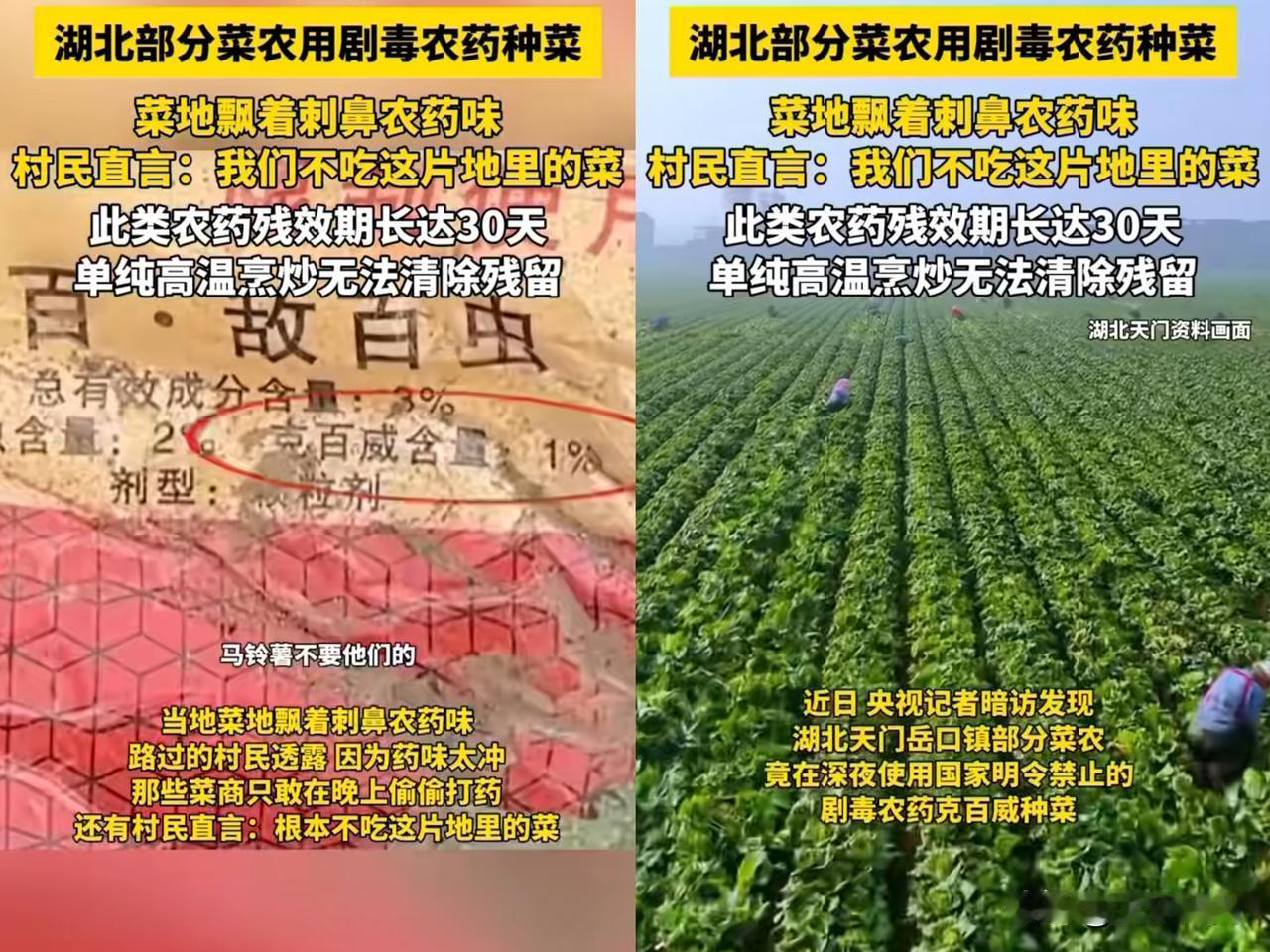 你知道湖北天门毒白菜事件是谁发现的吗？告诉你，是一个记者发现的​那个记者一进村