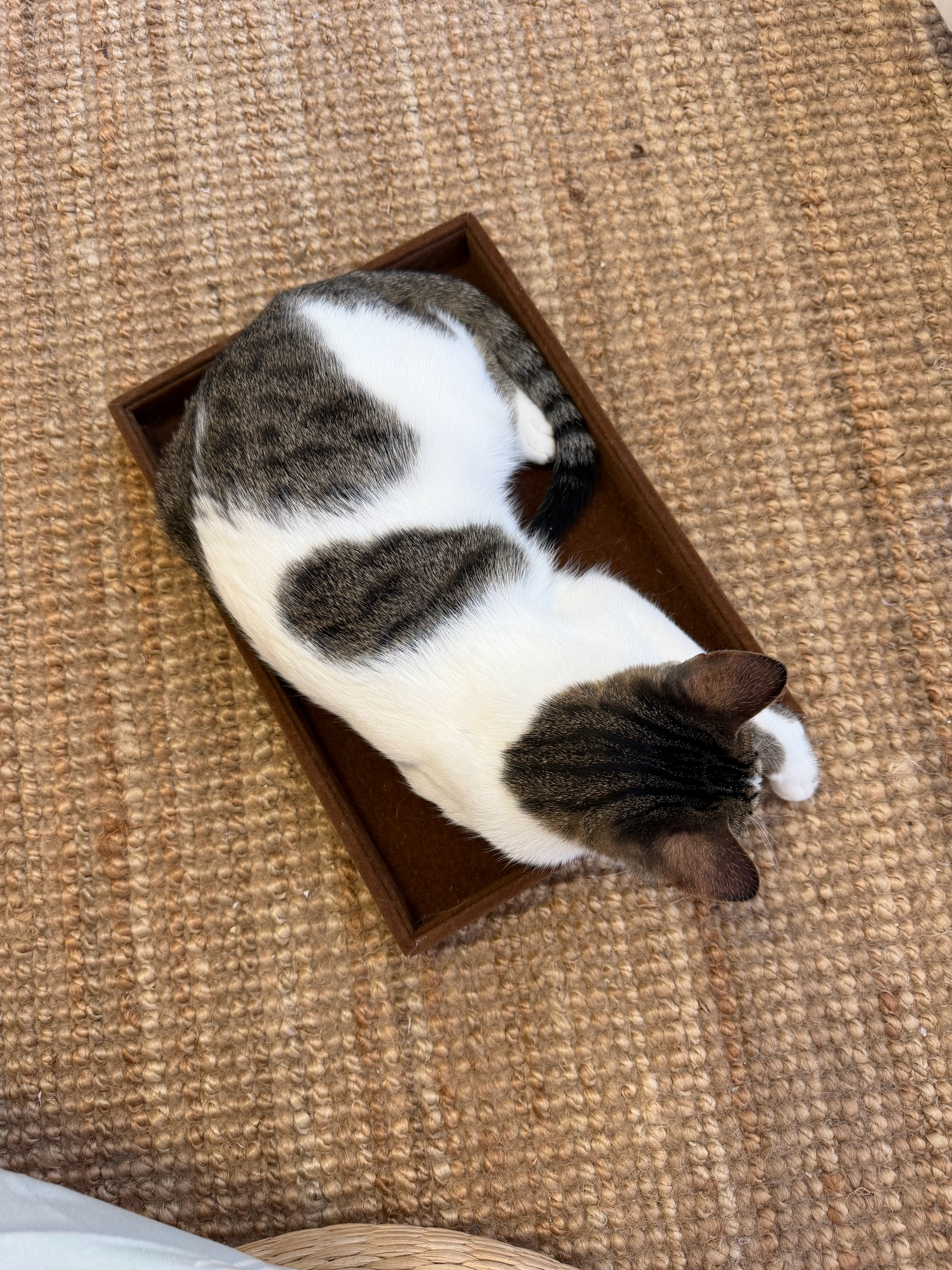 霸道土猫毁了我的摆拍梦