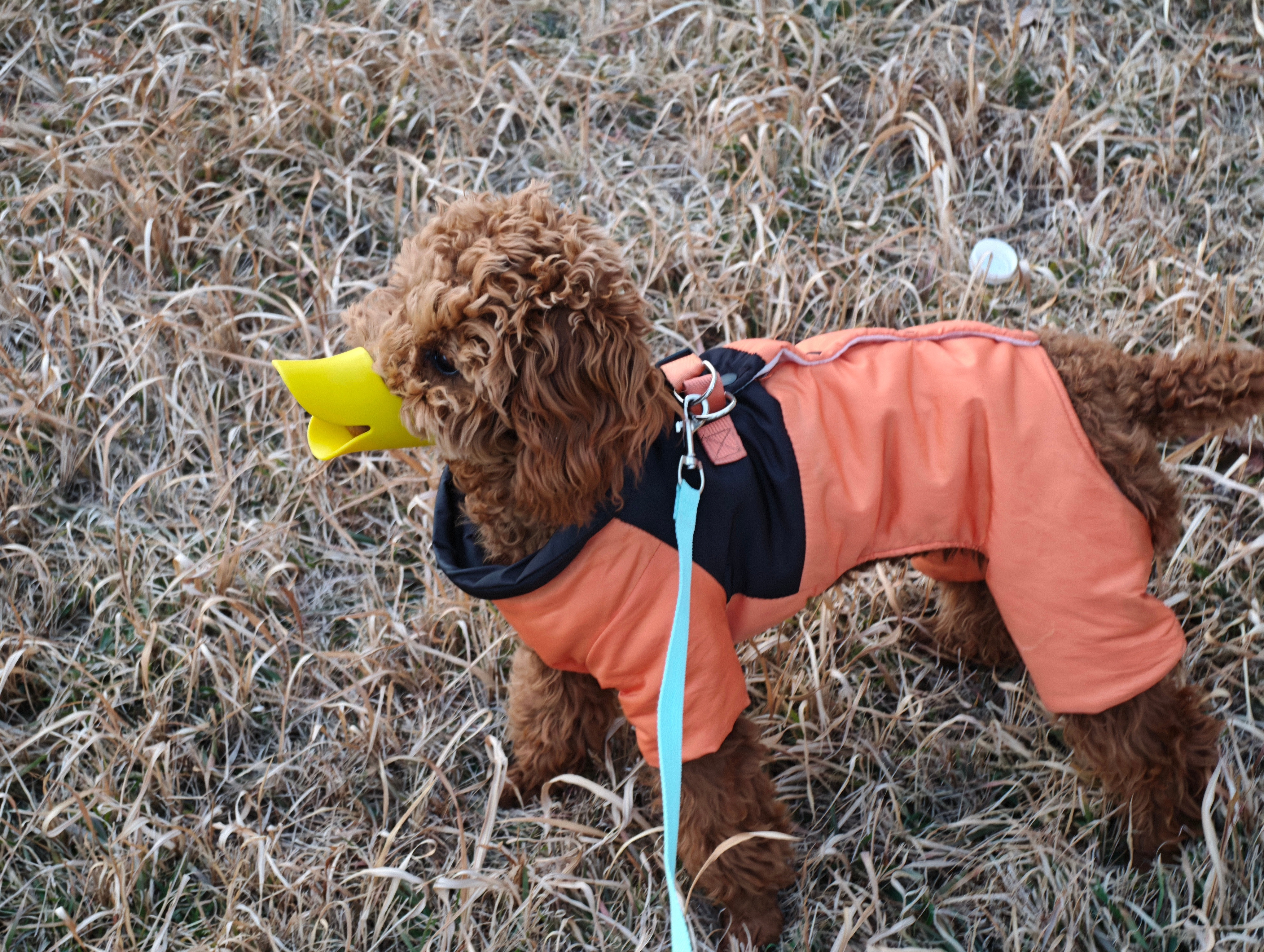 给我家狗买了一个小黄鸭的嘴套，现在感觉在溜一只鸭子。