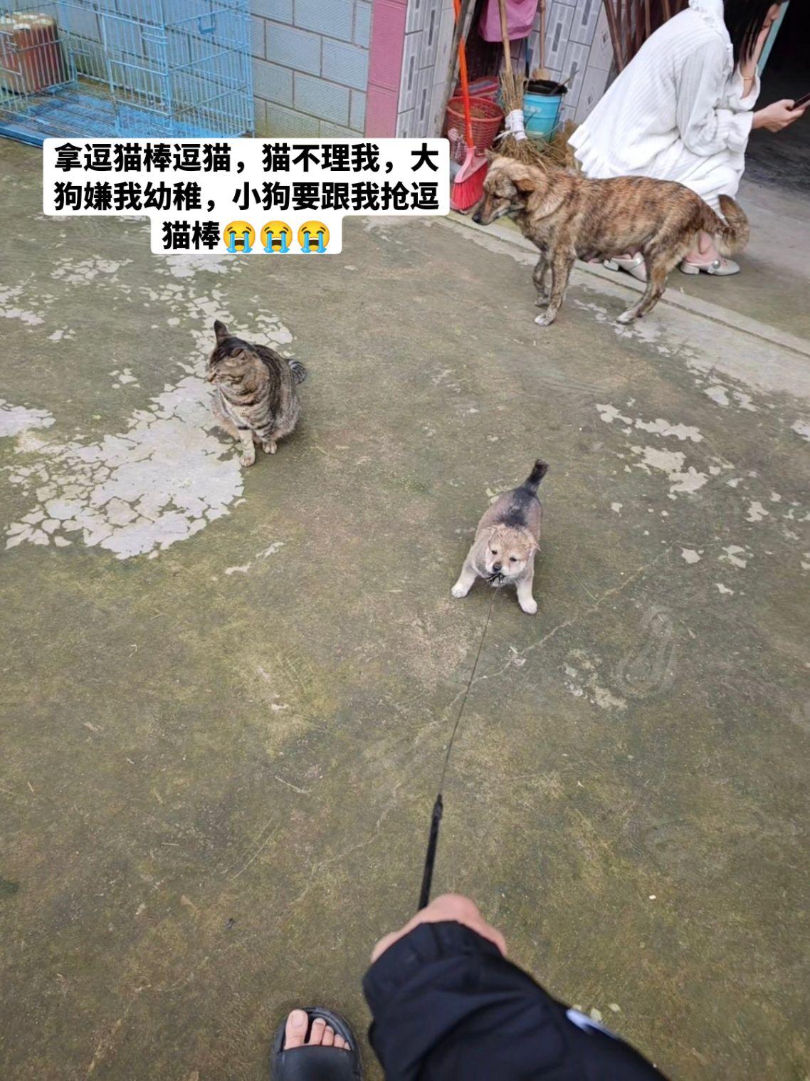 人怎么可以卑微成这样！！！猫咪狗狗