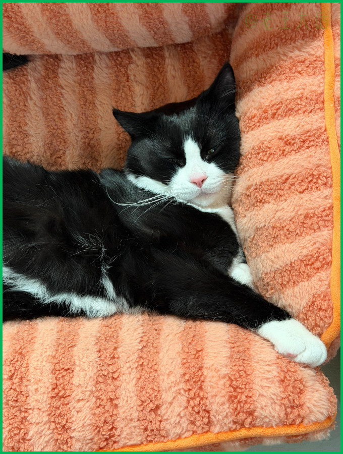 太可爱了，上半身和下半身各有各的睡法