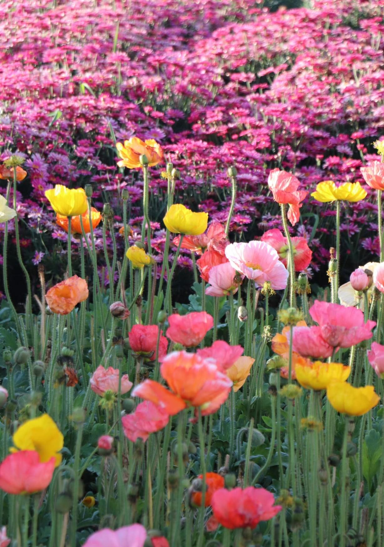 春游大理，洱海虞美人花海，藏着最温柔的春天春日的大理，总藏着不期而遇的浪漫