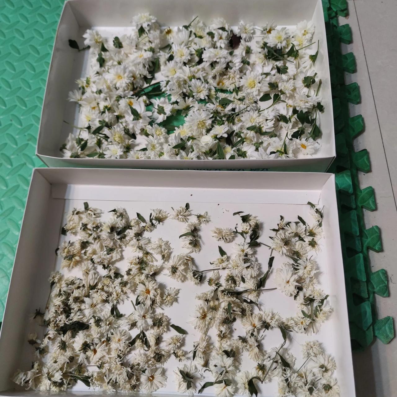 这是凉晒杭白菊，收获在东北花坛中，你可能想不到能在东北种植成功，我也没想到，泡水