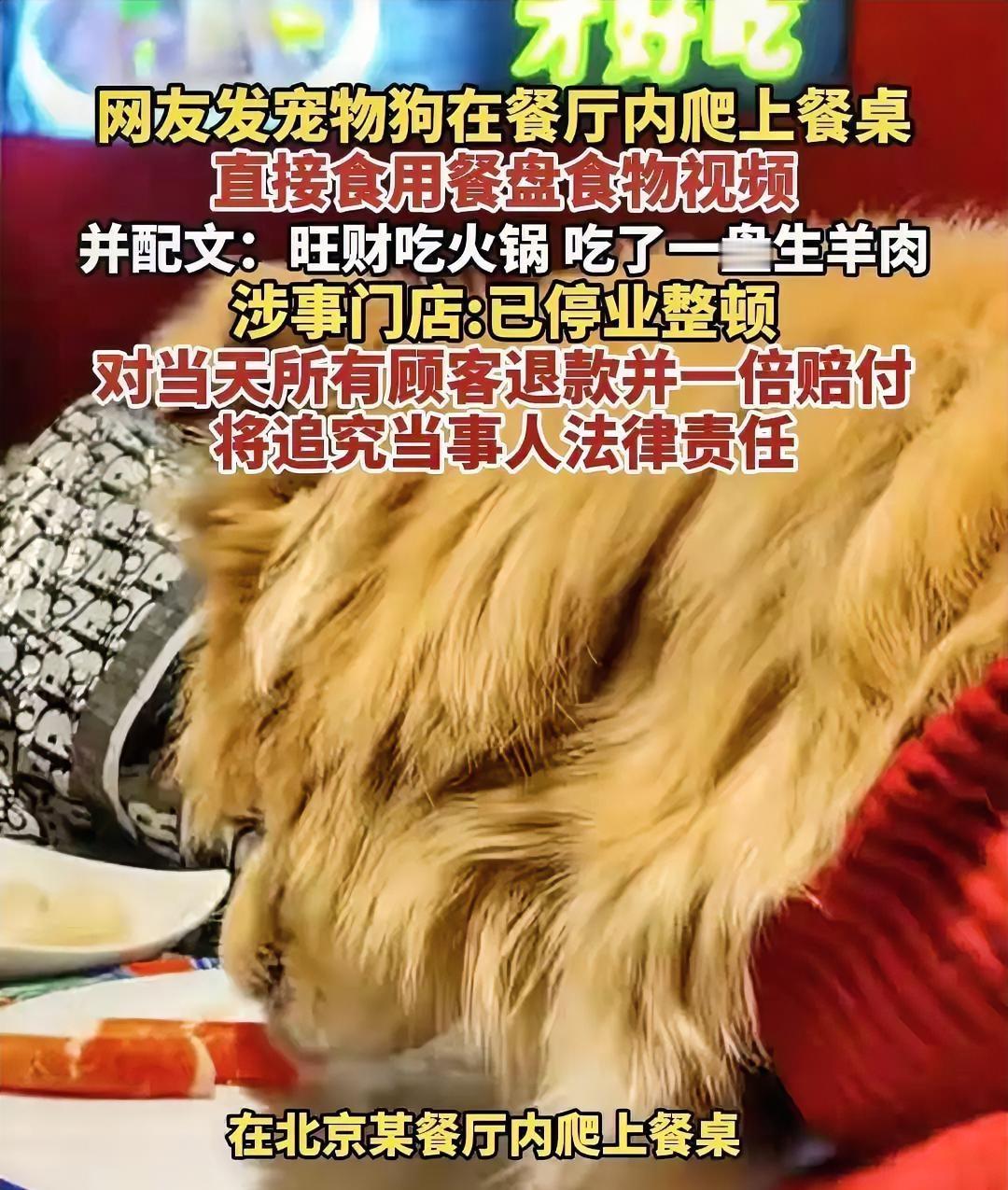 北京一女子纵容狗狗上餐桌舔餐盘这事儿最倒霉的不是女子本人，也不是她的狗狗，而是