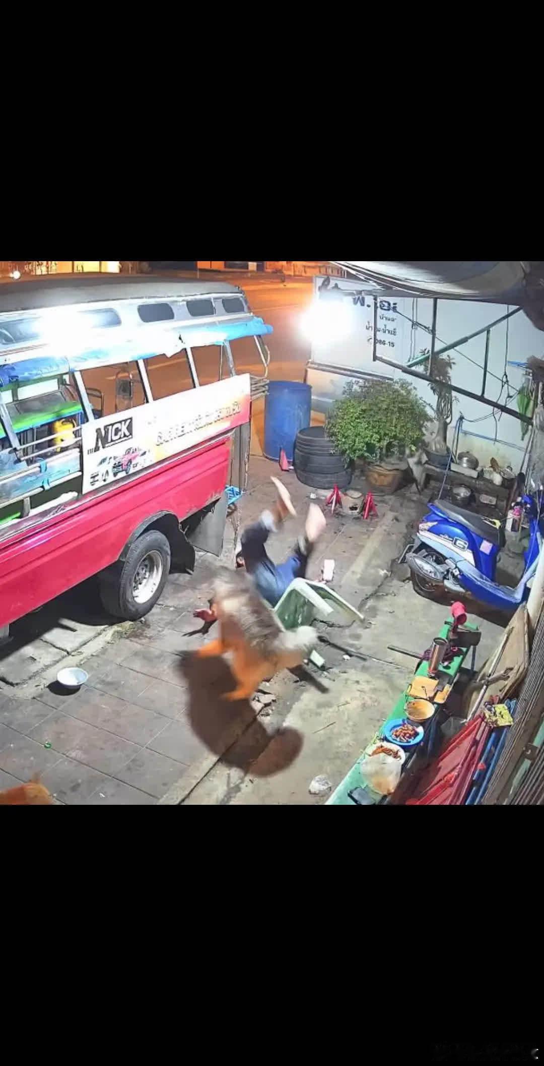 这是一个悲伤的故事……萌宠宠物