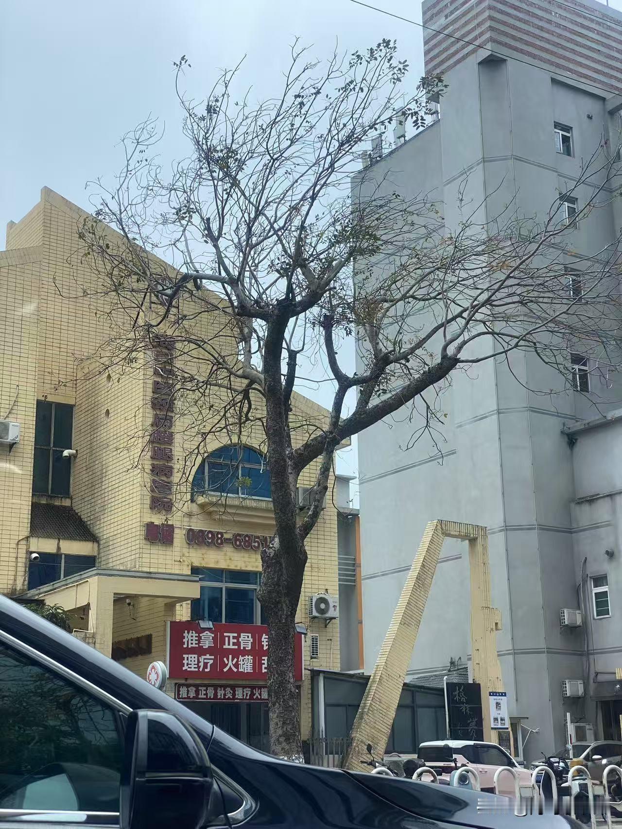 海口的街头与往年有些不同，树荫少了不少，很多路段还是有些光秃秃的，现在海口已入盛