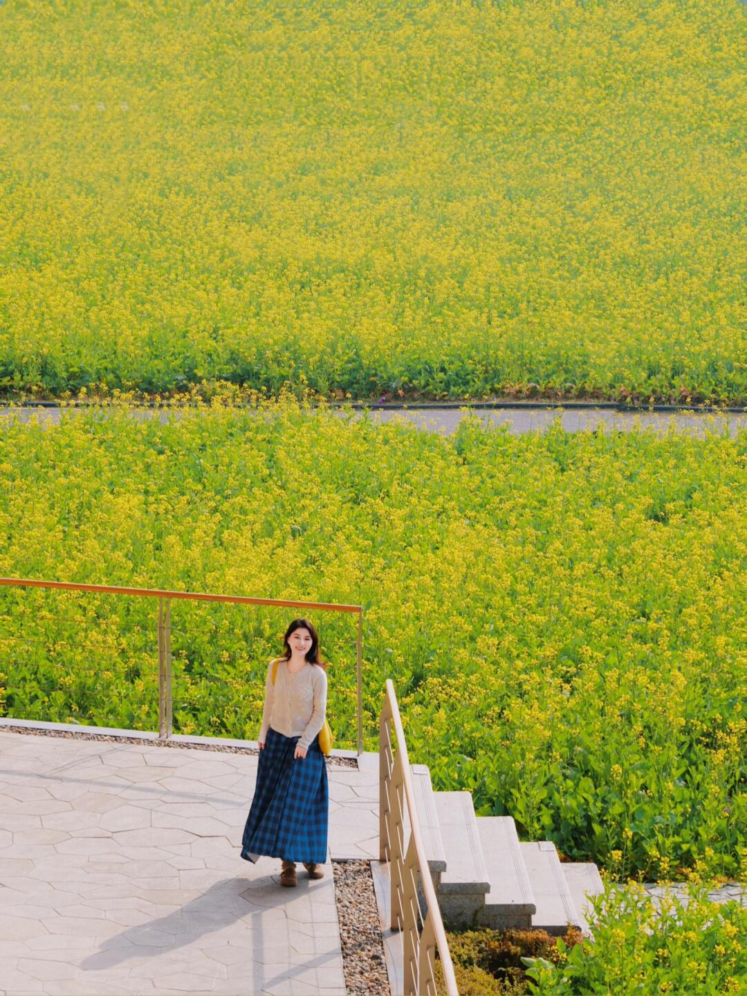 成都油菜花海已经开成莫奈花园🌼附赏花攻略