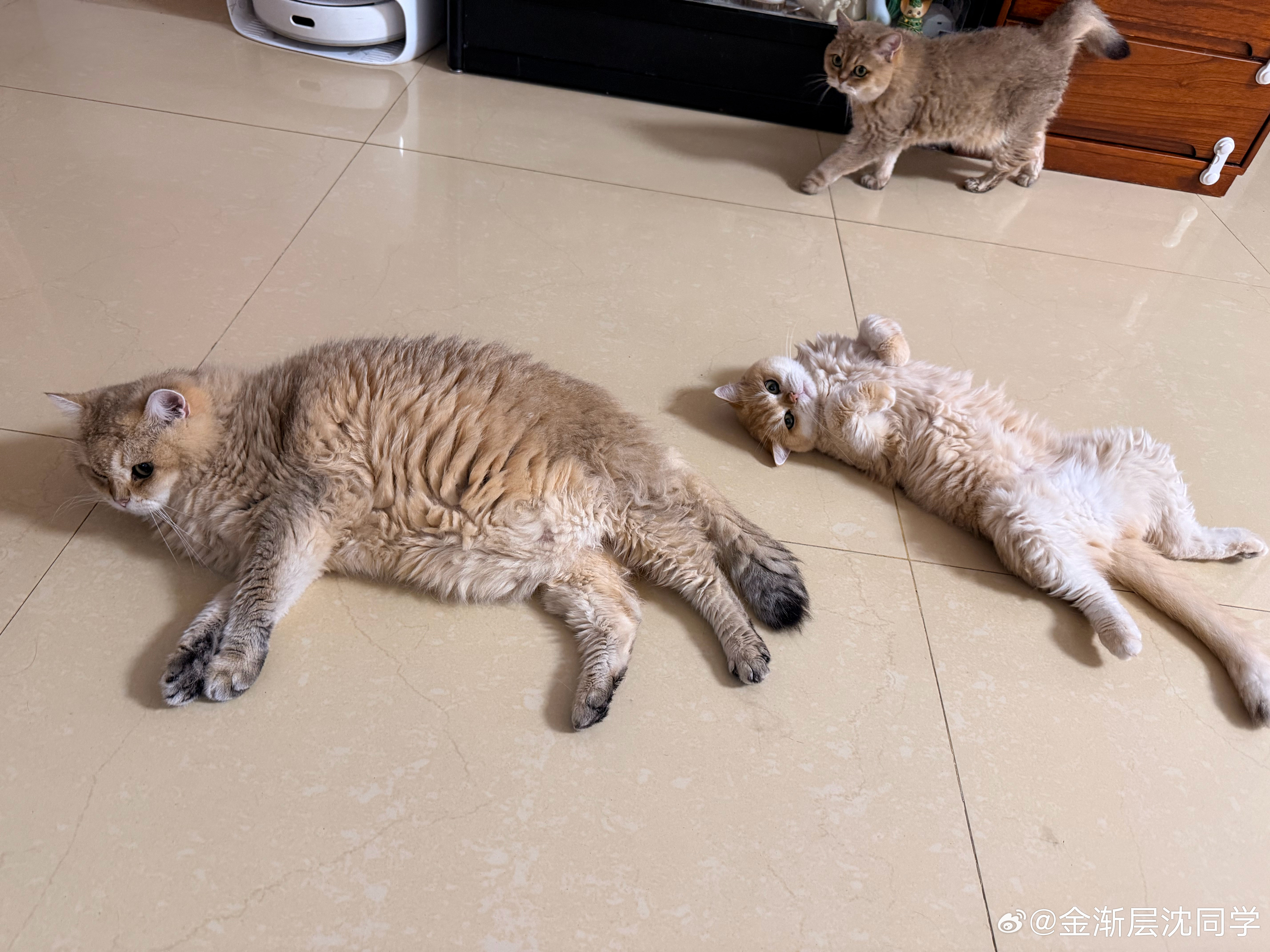 有娃后，周末才是工作日萌宠猫咪