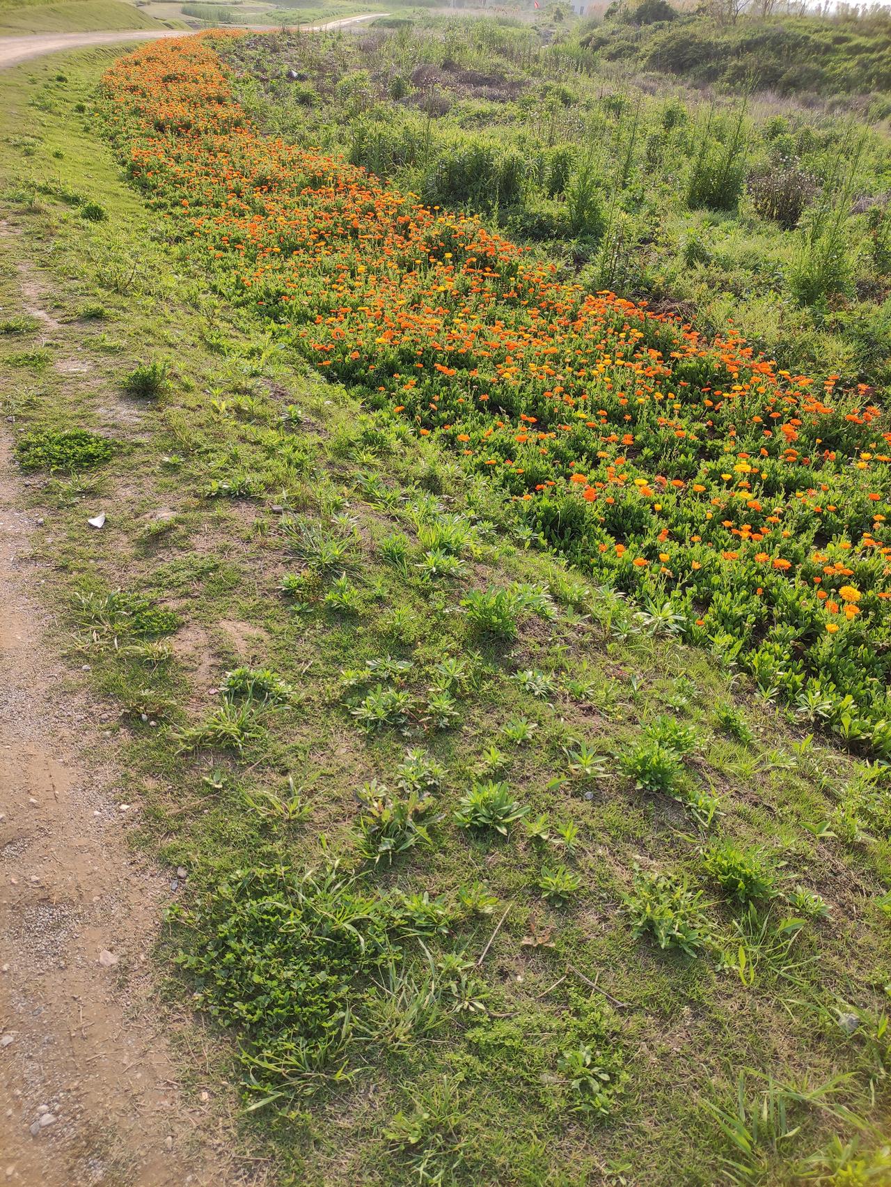 紫微中什么结构容易被骗？首先从星的角度，要注意几颗星，第一就是巨门，然后昌曲