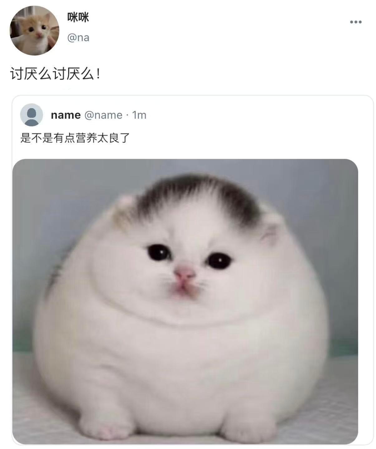 小动物们也来上网冲浪啦🏄♂️meme