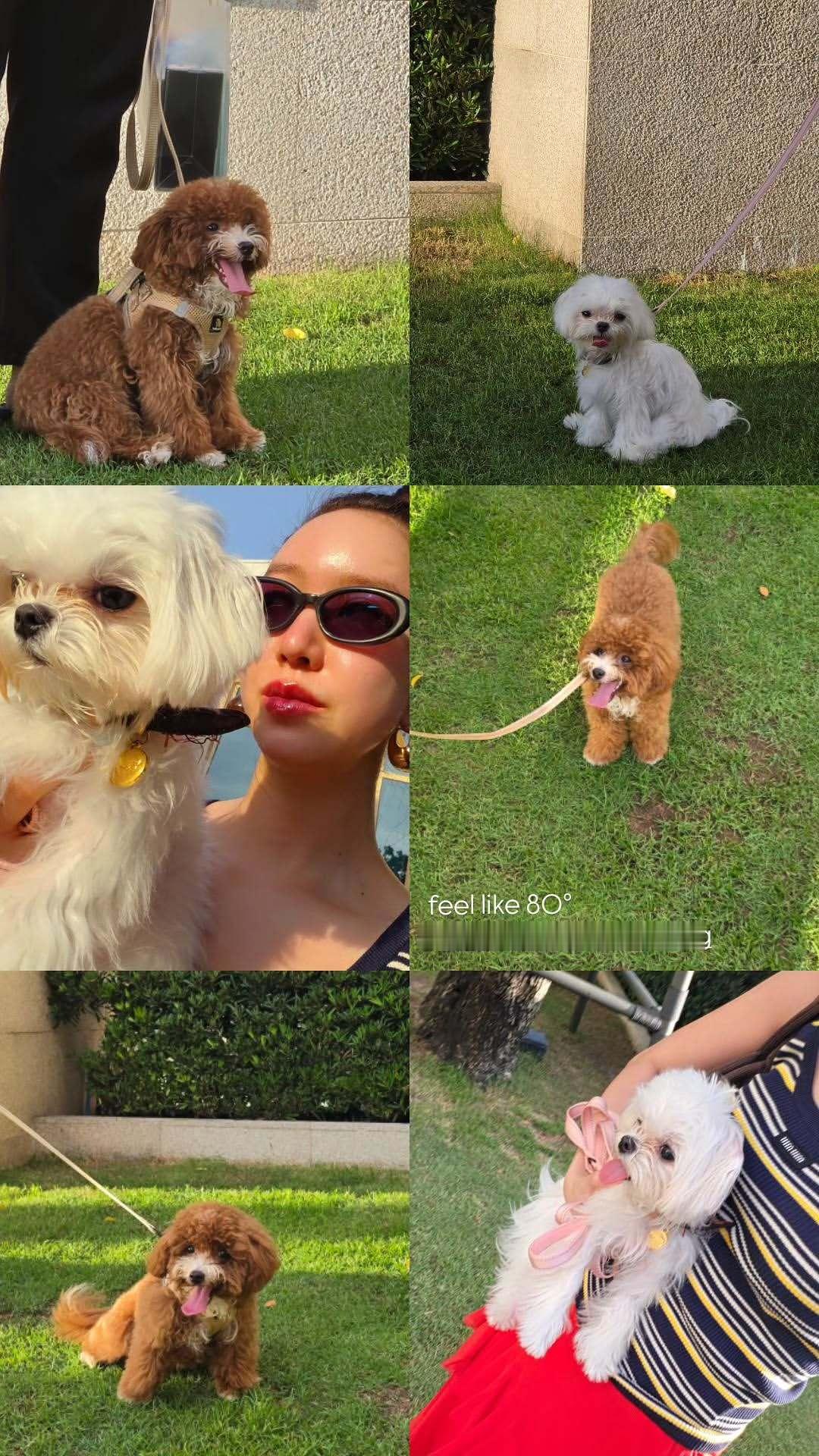 EnjoyJune🐈⬛🐶enjoyjune猫猫出门遛狗啦萌啊萌