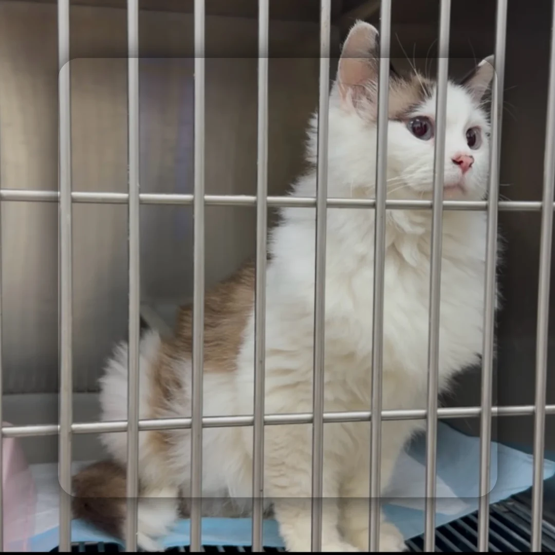 温顺黏人被遗弃的猫咪 找不到领养只能放归