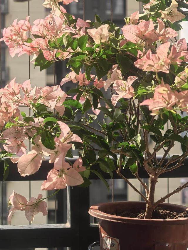 是不是养花人都有点“修剪强迫症”？图一·手欠前（去年天拍的）图二·手欠后（刚