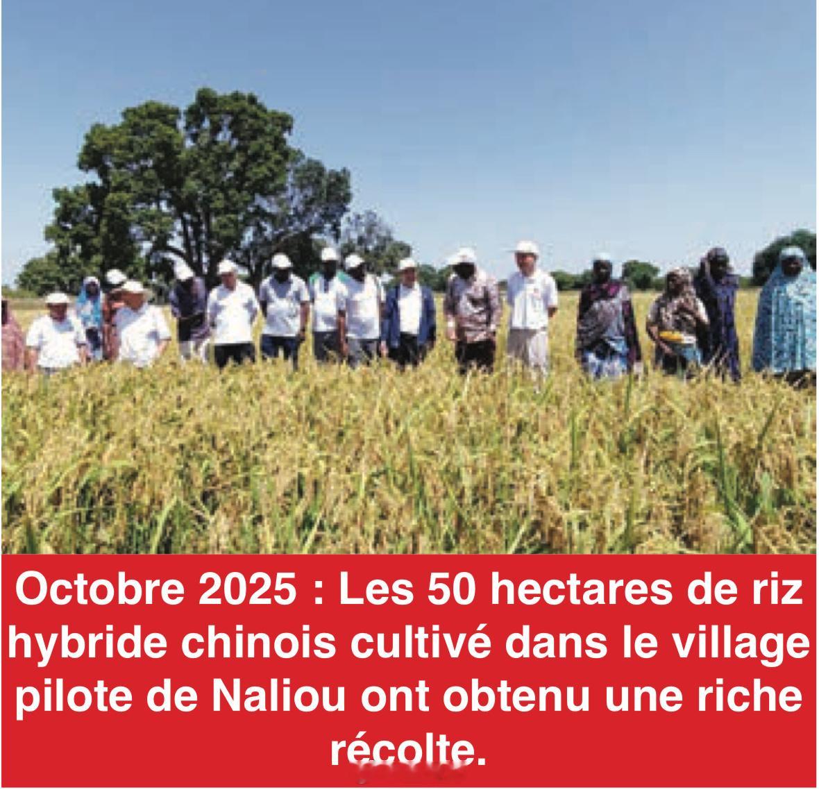 说中国🇨🇳的杂交水稻🌾帮助布基纳法索🇧🇫将粮食单产从2.37吨提升到9