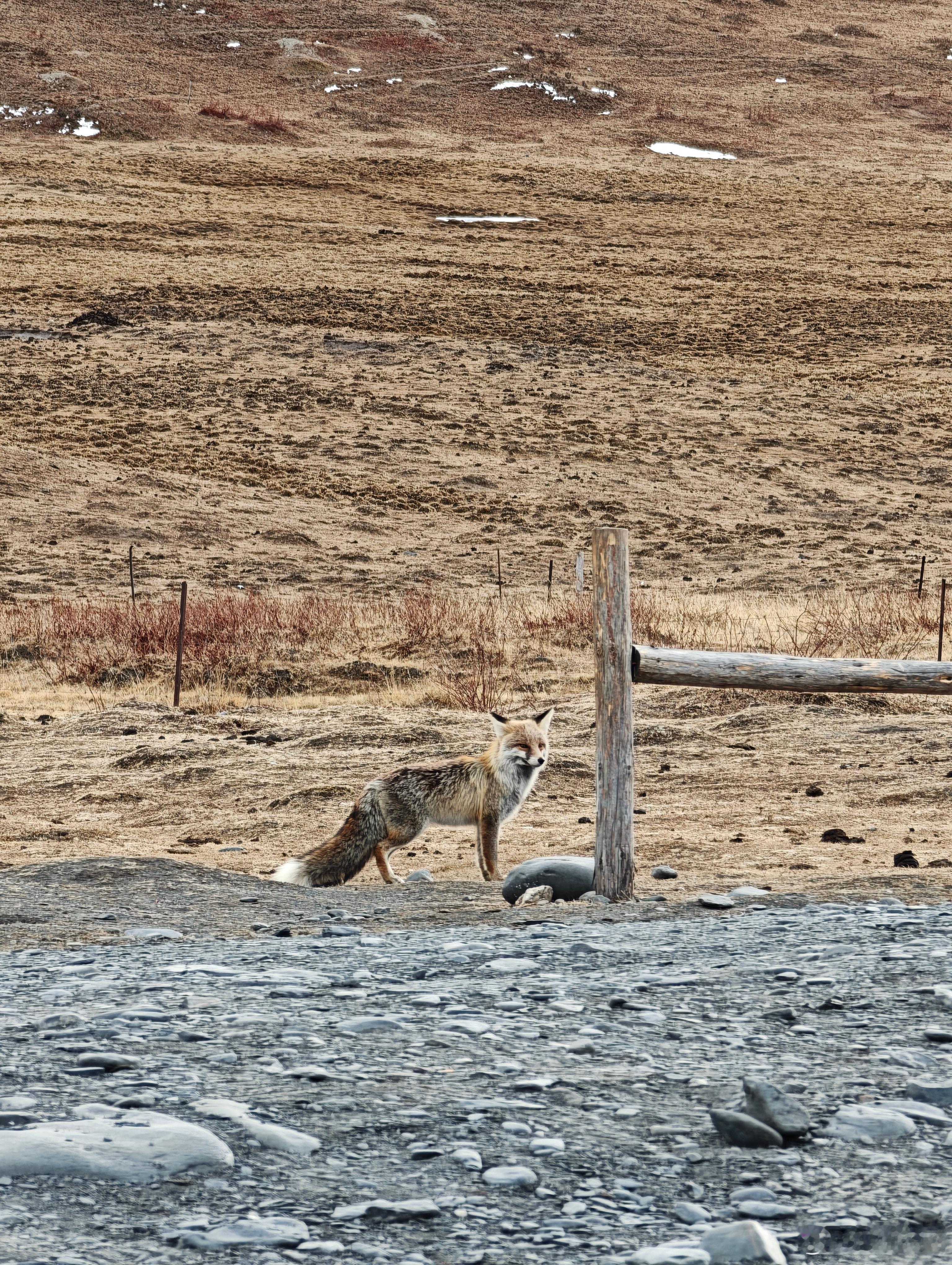 我真的太会选地方了这里可太适合露营了！地势平整风不大有山有水有村庄有草原，还有狐