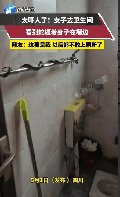 太吓人了！四川，一女子尿急，刚跑进厕所，立马尿意就没有了，她看见一条蛇缠绕在墙上
