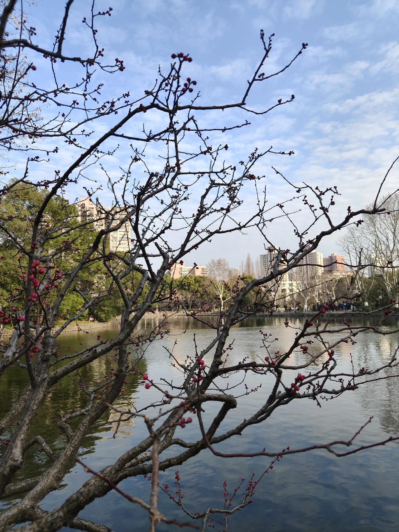 大年初一去赏梅～🌸鲁迅公园梅园走一圈⭕以前还要门票的，现在免了，赶紧的去