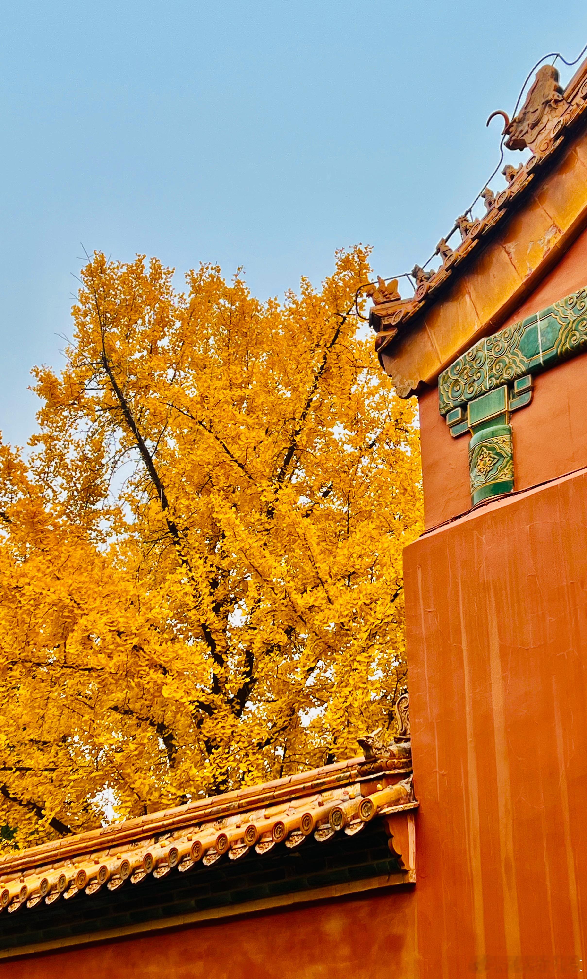 故宫博物院 延禧宫 银杏黄摄影