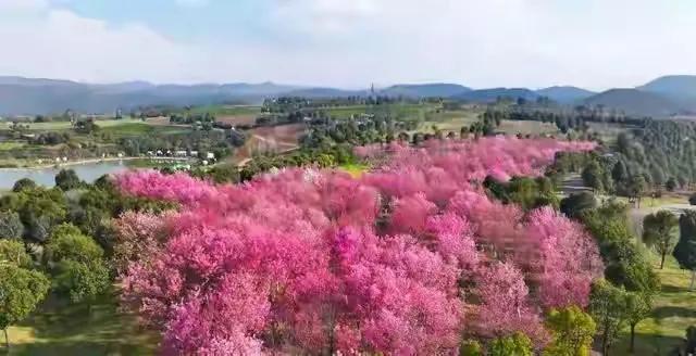 近日，云南红河弥勒这个公园（太平湖森林公园）官宣。面向全国旅客免费，这个公园在免