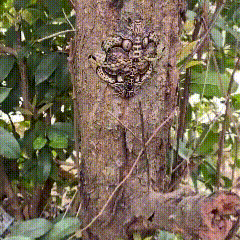 头一次见！今天我去树林里挖野菜，来到一颗大树下挖得正得劲时，突然一抬头看到一个从
