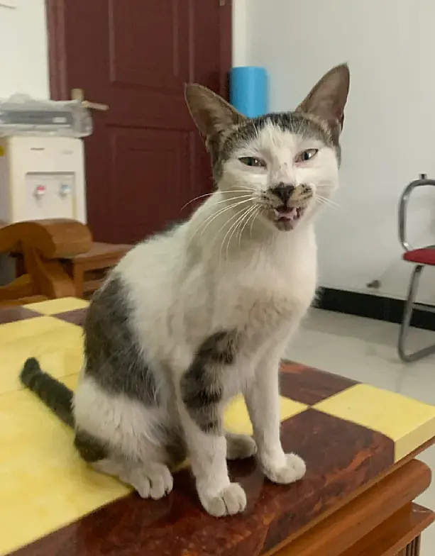 收养前后对比，先变白，后变胖，渐渐开始变形，开始不忍直视了[捂脸哭]