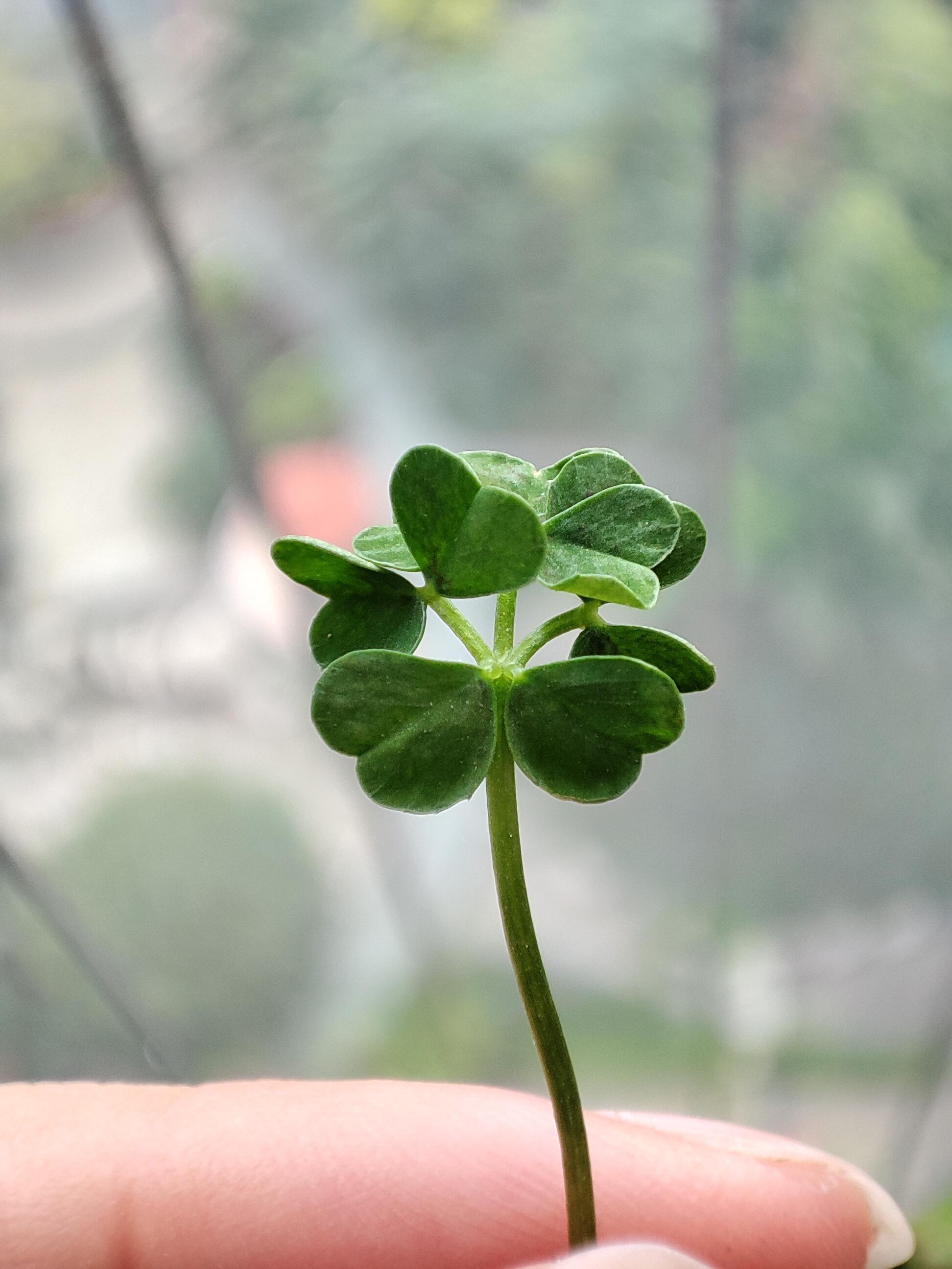 幸运9叶草，许个愿吧，真的很灵​​​